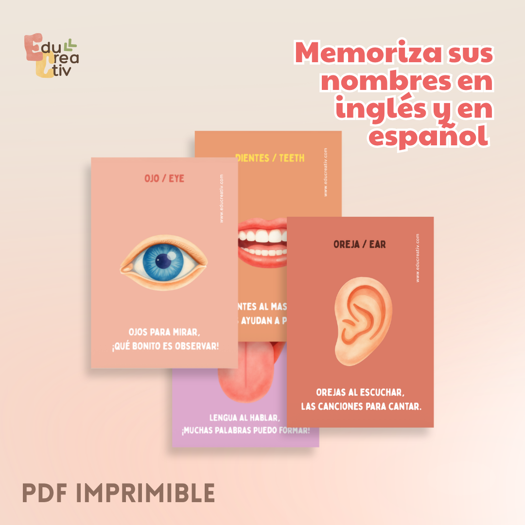 Set de flashcards DIGITAL: Partes del cuerpo
